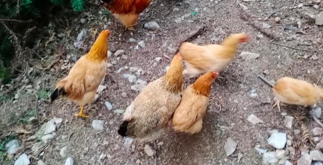 养鸡的利润与成本真实科普,现在养鸡的成本和利润大概是多少