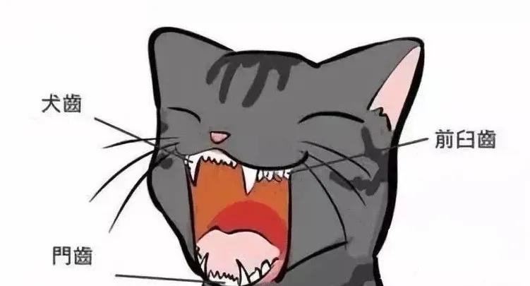 猫咪蛀牙可以洗掉吗,猫咪牙齿蛀牙怎么办