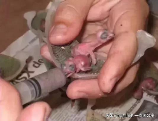 泰国燕窝比马来好些吗,印尼燕窝和马来西亚燕窝区别