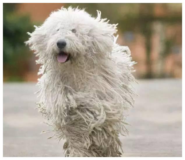 狗狗品种大全及介绍,狗狗品种大全带你走进狗狗的世界