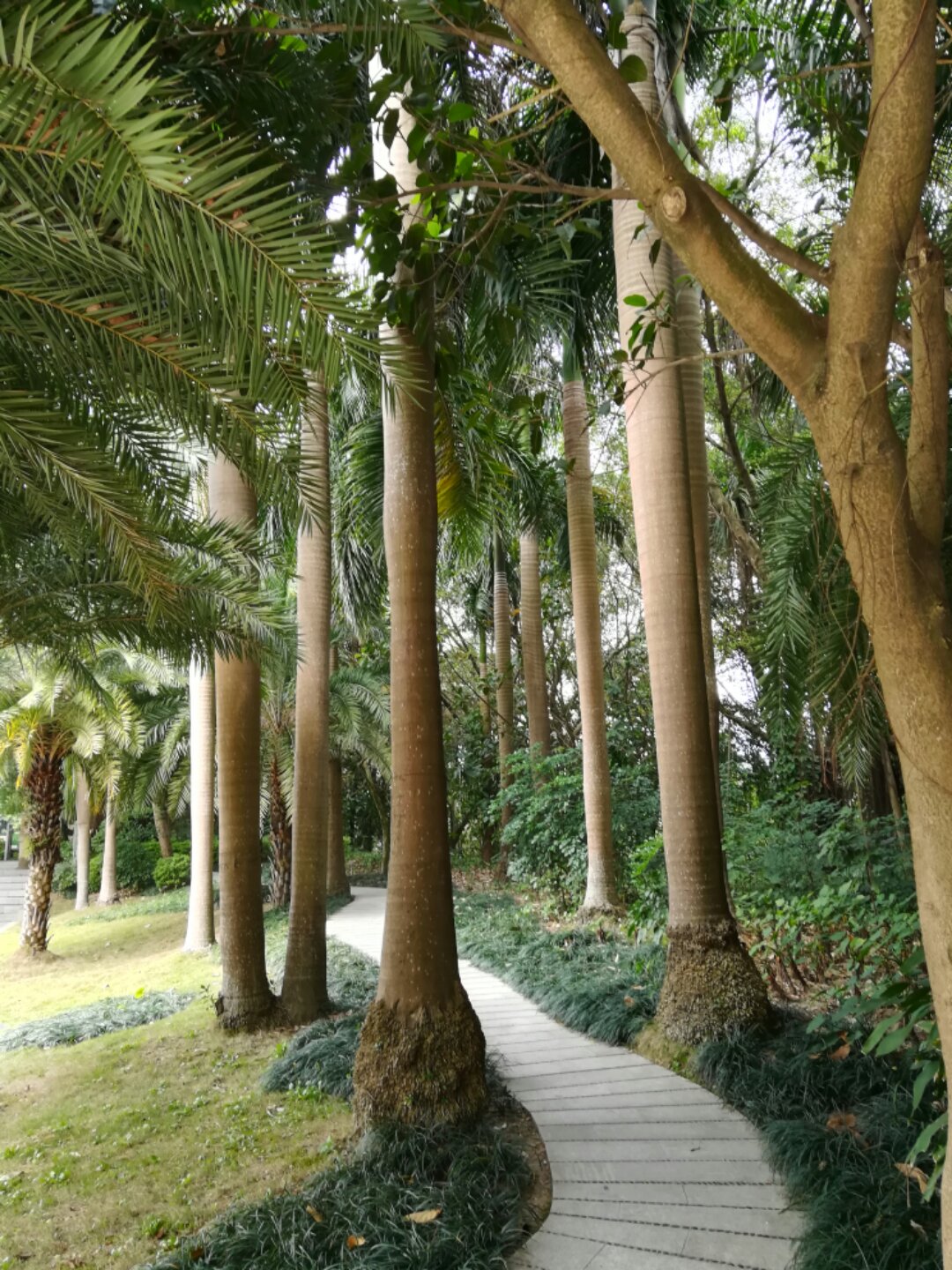 青秀山奇幻之旅,南宁2022奇妙之旅