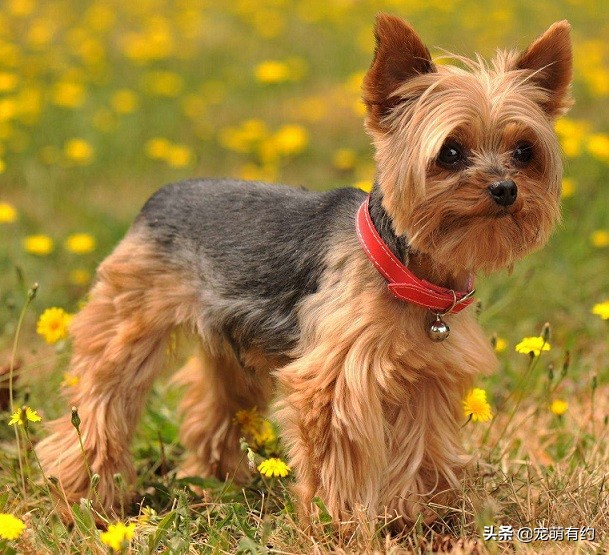 约克夏犬的特性,约克夏宠物怎么养