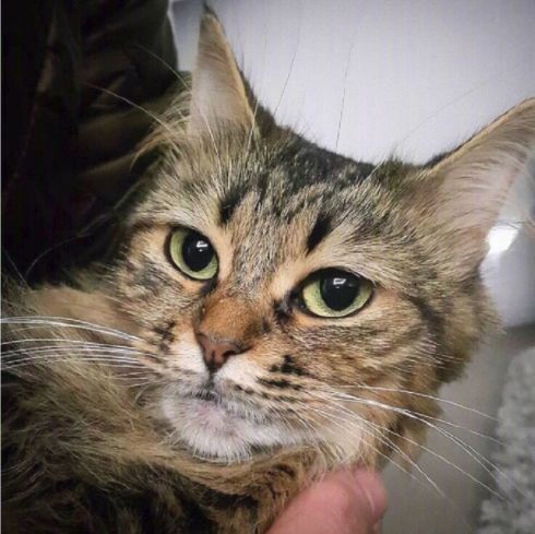 养猫党的十件事,新手养猫必须做的十件事