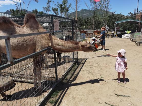 北京附近有什么亲子农场适合遛娃,北京亲子游玩农场推荐地点有哪些