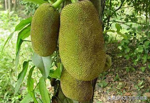 超级巨无霸菠萝蜜,菠萝蜜是巨无霸吗