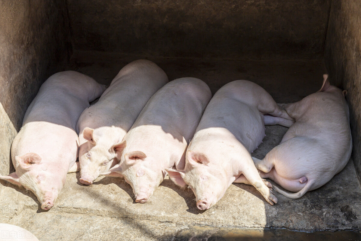 预测猪价回升在2023年还是2024年,预测猪价下周走势