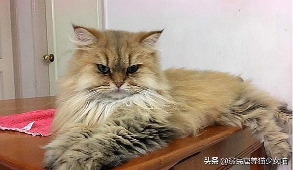 猫来穷狗来富有用吗,猫来穷狗来富真正的意义是什么