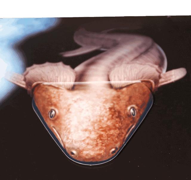 立体纸艺教程动物,纸艺技巧