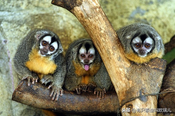 夜行馆动物重出「江湖」超萌「无脸男」准备与大家见面啰！