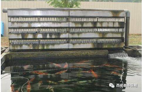 最强锦鲤鱼池过滤系统,锦鲤池最好的过滤设备