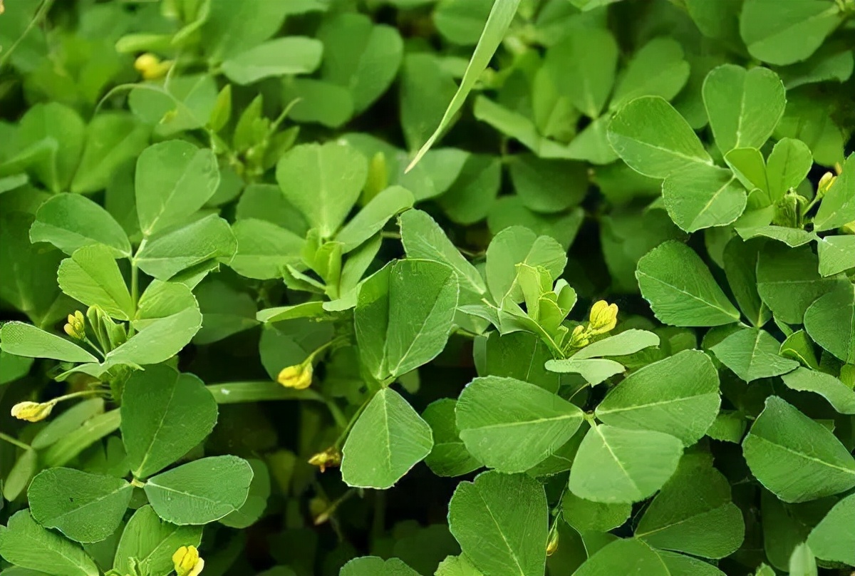 为什么国行奶粉比国际版贵,现在的美赞臣奶粉怎么这么贵