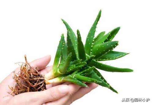 家里养的芦荟为什么不出胶,家里的芦荟不想养了怎么处理