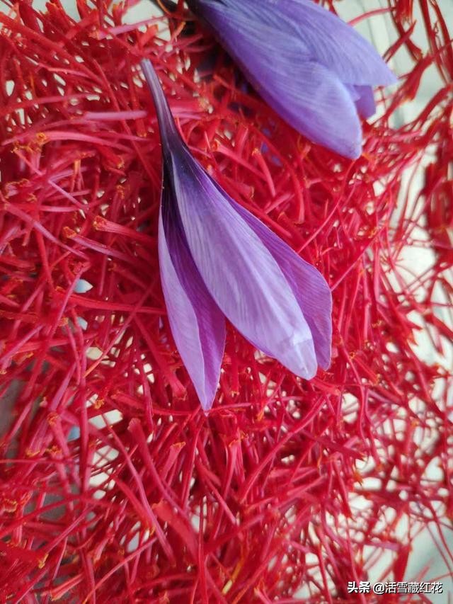 藏红花科普知识,藏红花了解一下