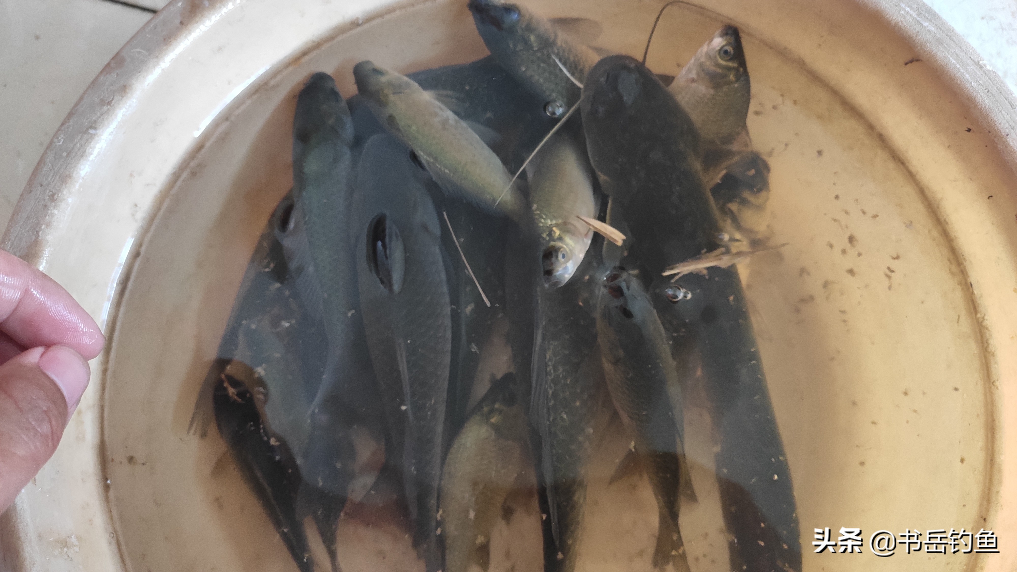 斤鲫适合守钓吗,斤鲫稀缺吗