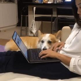 狗子不听话是你心太软,狗子不护主人