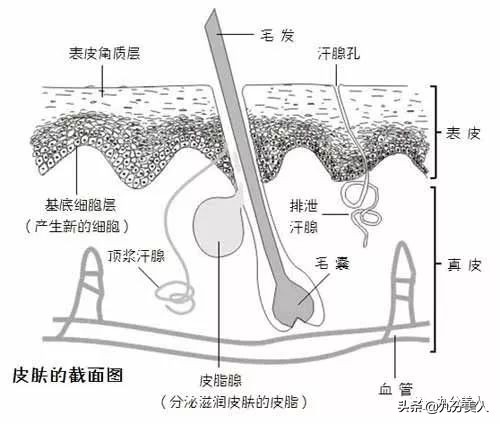 脸上毛孔粗大不可逆怎么办,毛孔粗大真的不可逆了吗