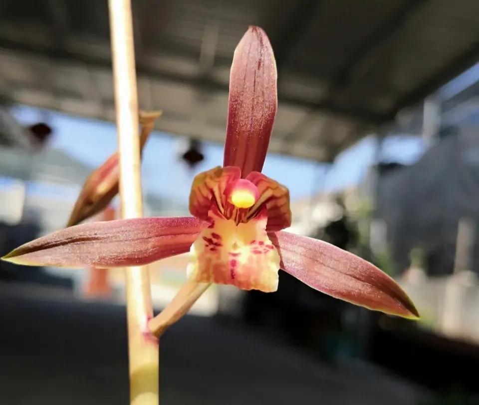 适合家养的兰花多少钱,适合家养的兰花品种图片