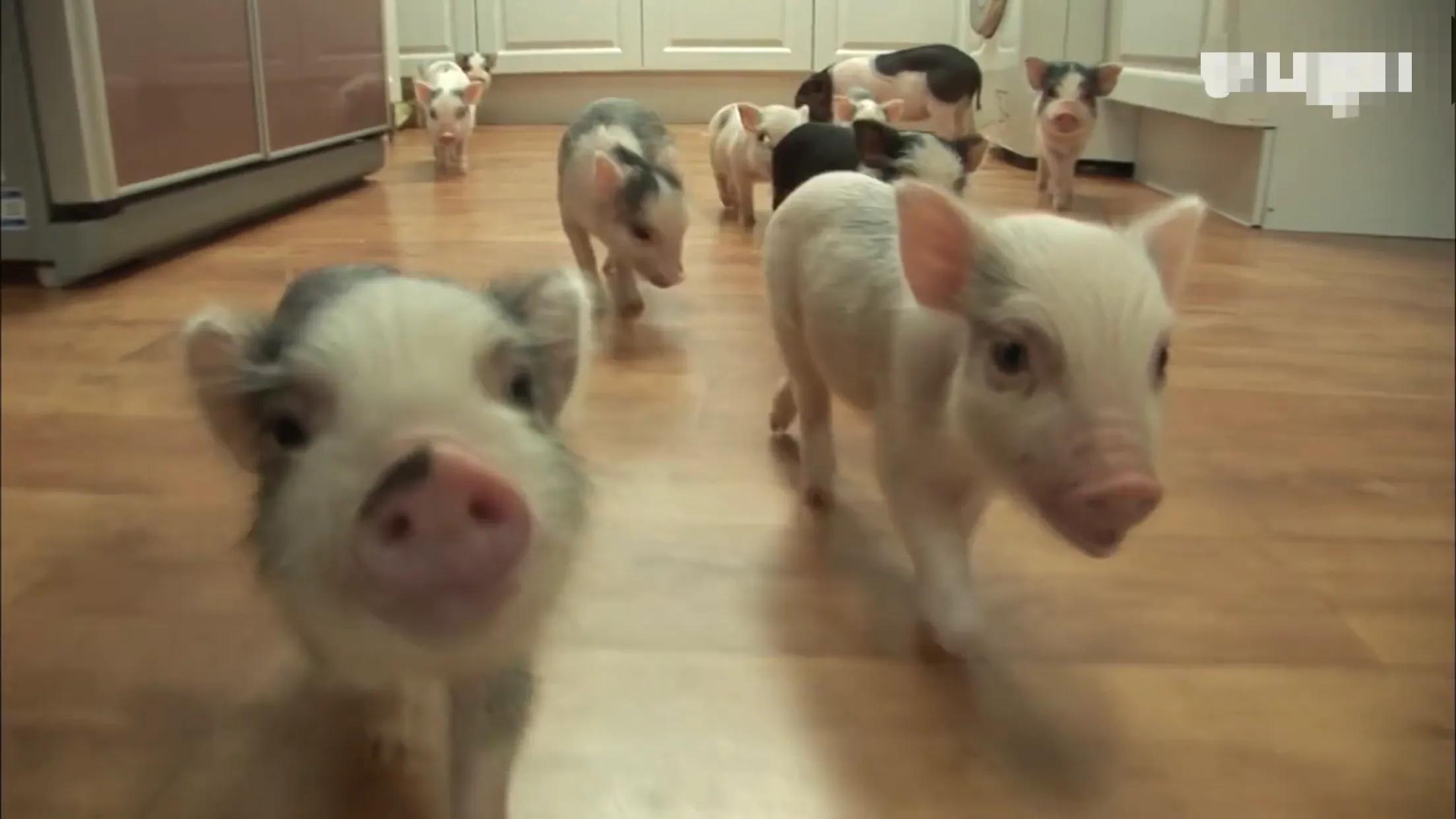 小猪的智商高达多少 (韩国最聪明的小猪)