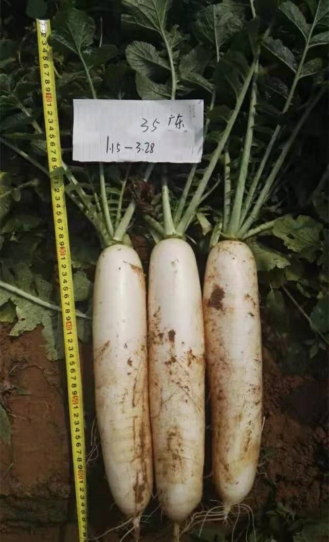 耐热萝卜优良品种有哪几种,越冬萝卜品种推荐
