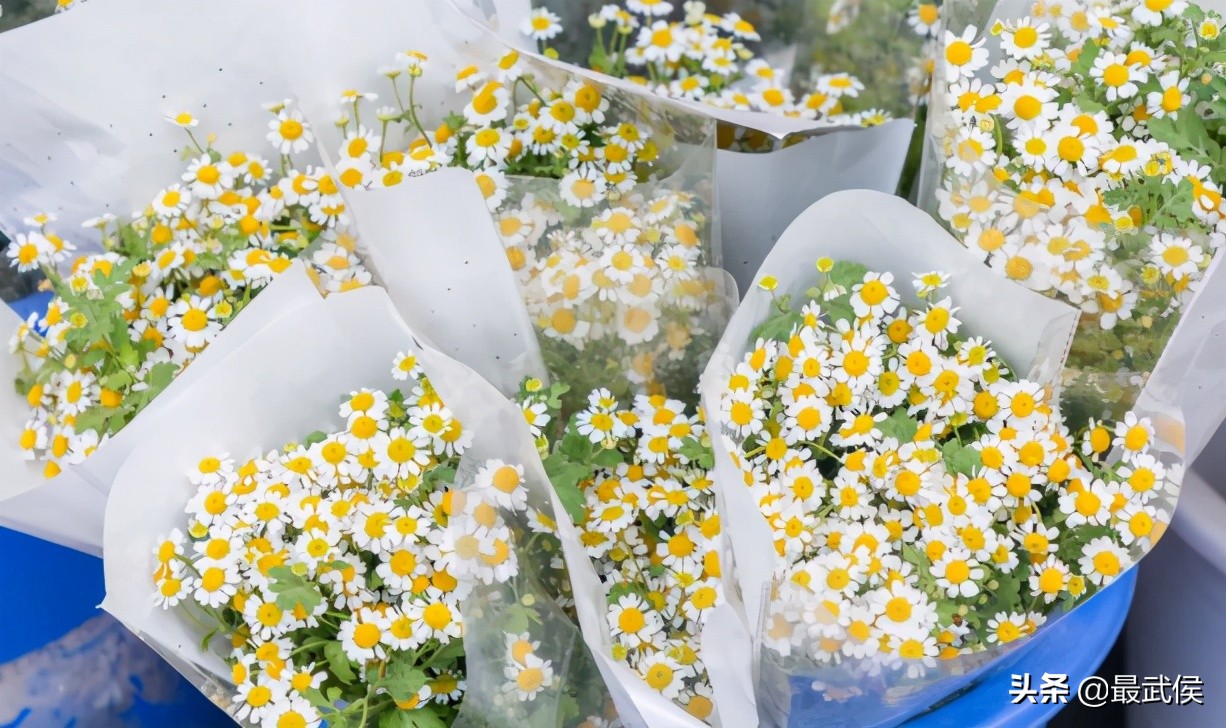 超便宜！成都铁轨下的花市5元买回一个春天！