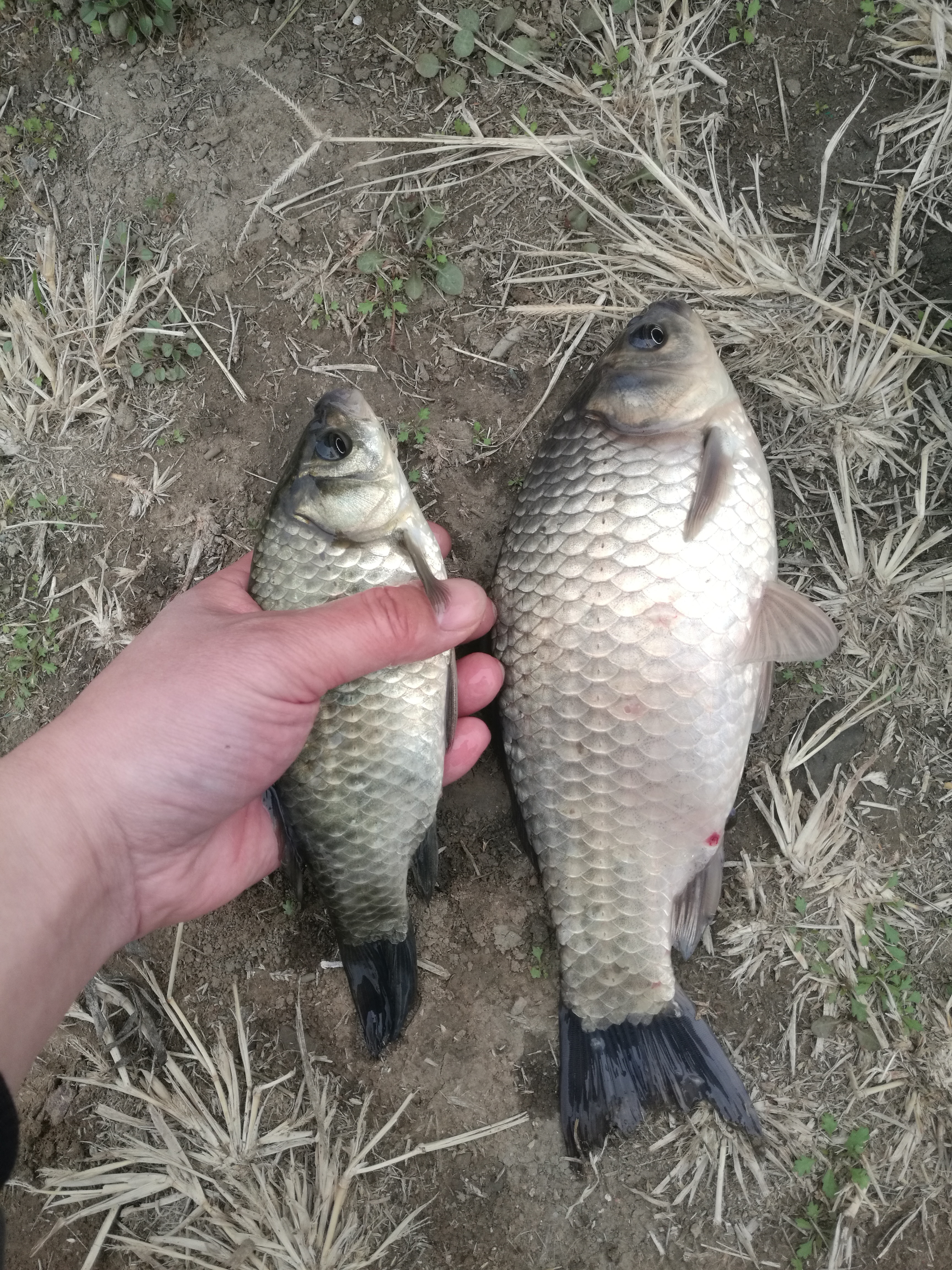 野钓鲫鱼全攻略!13大秘籍,7000字,找鱼窝、选天气,各种小技巧