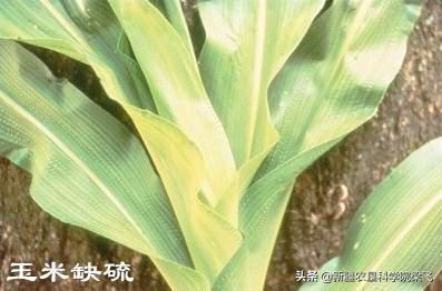 玉米缺磷的症状及治疗方法,玉米苗期缺磷和其他缺素症的区别