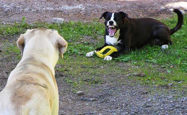 遇到准备挨攻击的狗怎么办,遇到狗攻击怎么对付
