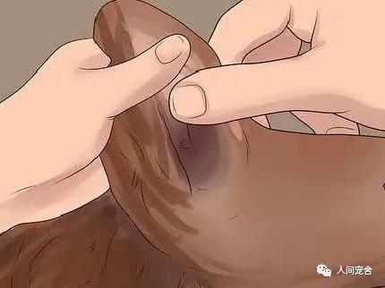 狗狗疥螨和疥癣的区别,判断狗狗得疥螨最简单的方法