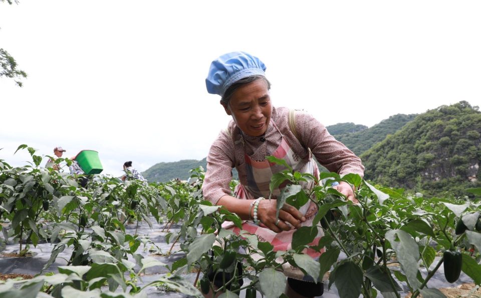 辣椒病毒病喷枯草芽孢杆菌好吗,轻松解决辣椒病毒病视频