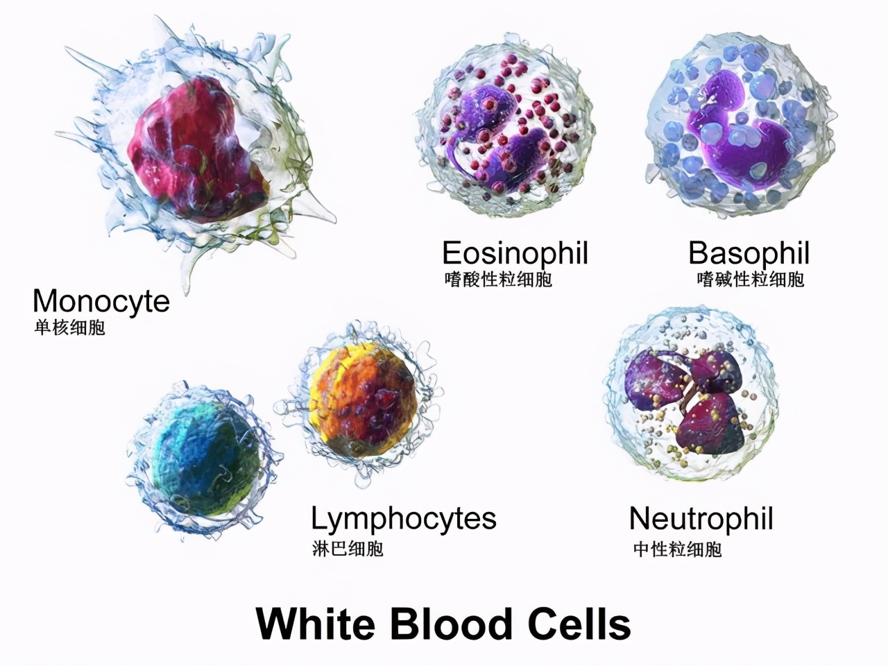 增加白细胞的食谱大全,升白细胞最快的食谱鲫鱼汤