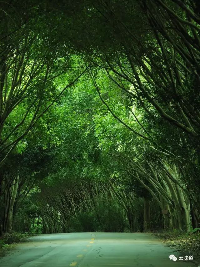 18万冰岛普洱茶,冰岛18年茶价格