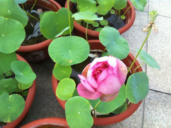 碗莲的水养方法和注意事项,碗莲的最佳养殖方法和时间