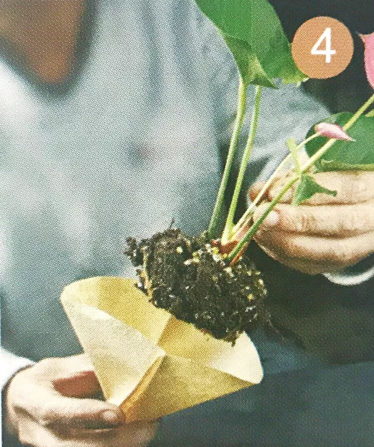 红心火鹤花盆栽,火鹤花盆栽