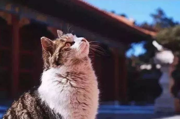 告别流浪猫展览再现12个吸猫圣地,最治愈的吸猫胜地