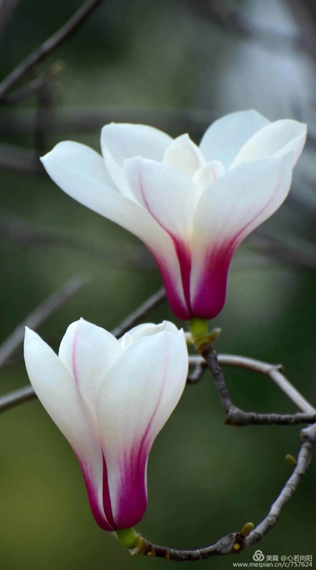 春水初生林初盛春,春水初生林初盛