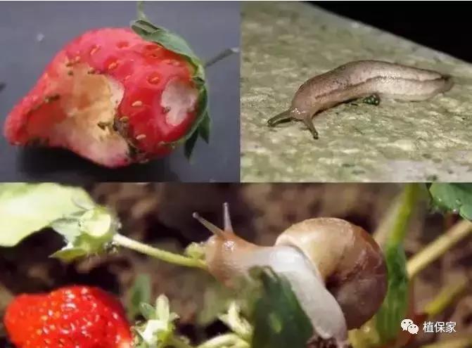 大棚草莓常见病虫害防治方法,南京地区草莓病虫害防治的现状