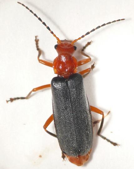 瓢虫害虫和益虫的区别图,益虫害虫有哪些视频