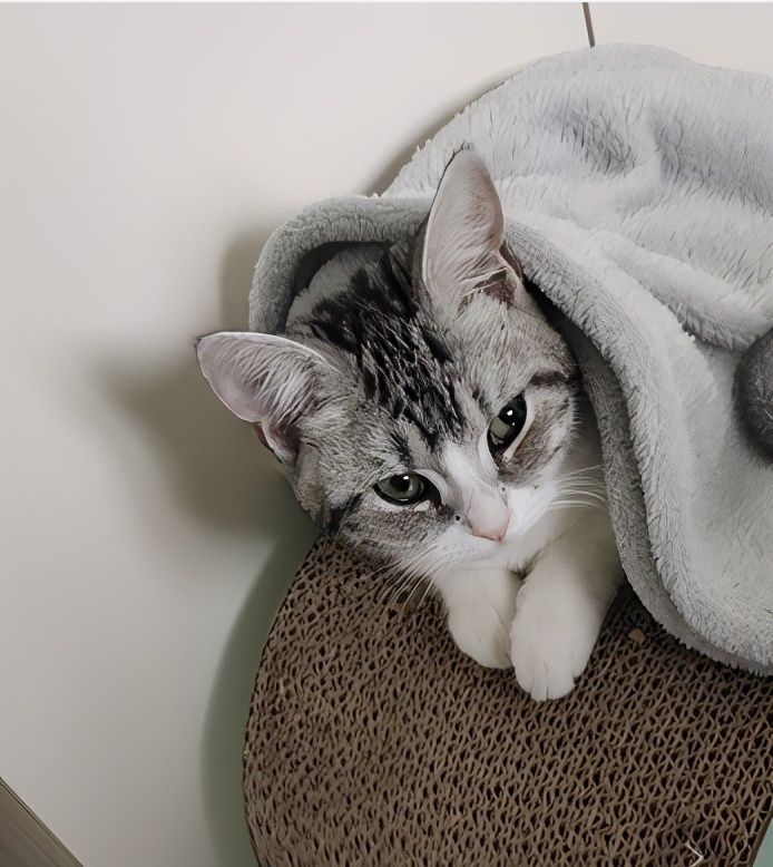 团子猫传腹治好了吗,团子的猫传腹