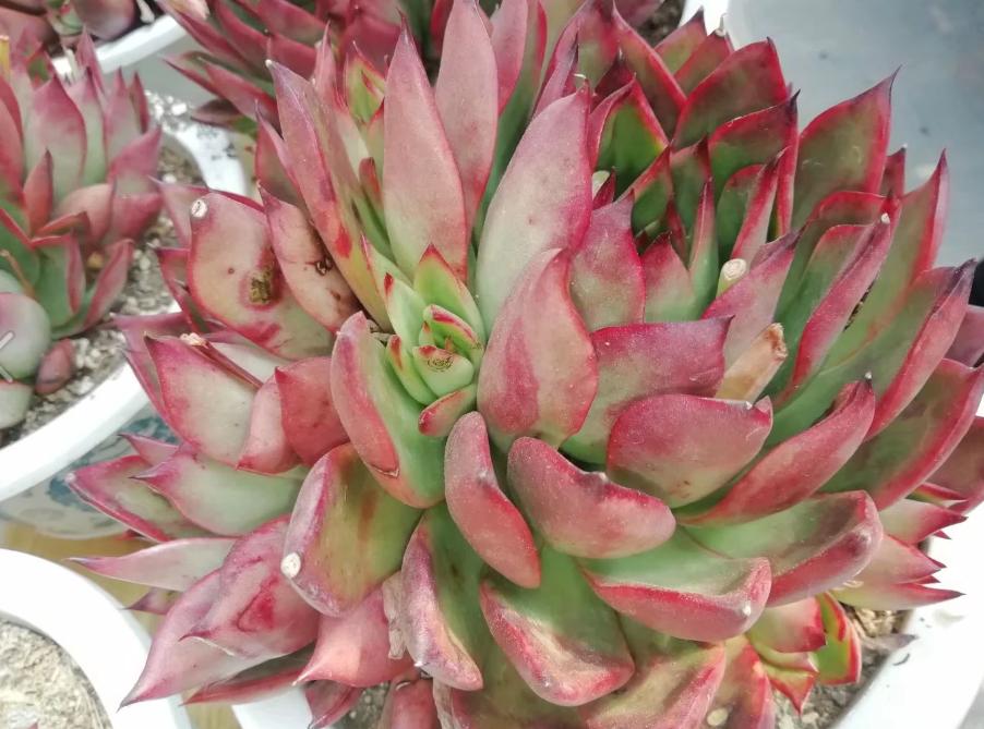 多肉养出状态来有多美？这102种多肉控养上色之后美呆了