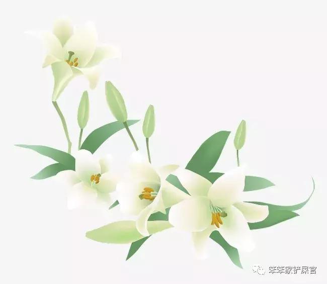 猫咪食物中毒怎么解毒,猫咪误食有毒植物的症状