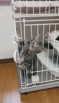 奇怪的知识增加了！猫咪简直就是液体做的