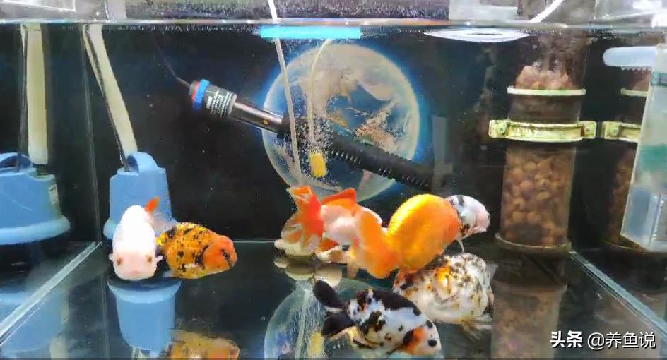 鱼缸造氧方法,鱼缸空气缸怎么形成的