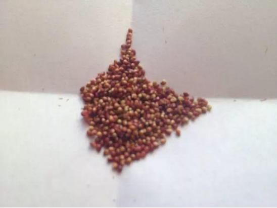 种植草莓浆果上有一层*粉白**病的发生过程及防治方案