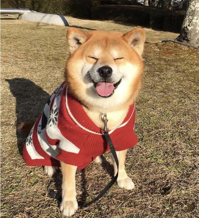 柴犬最近不吃狗粮咋办呀,柴犬不吃狗粮怎么治