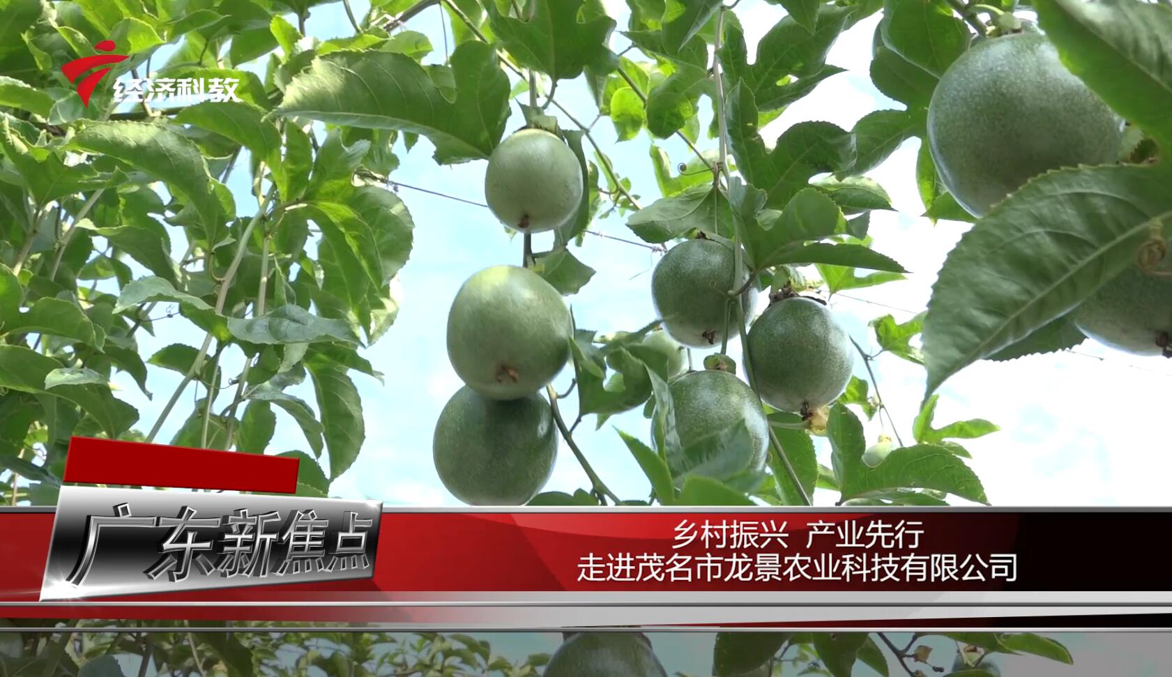 龙景农业,广东新闻联播经济社会发展