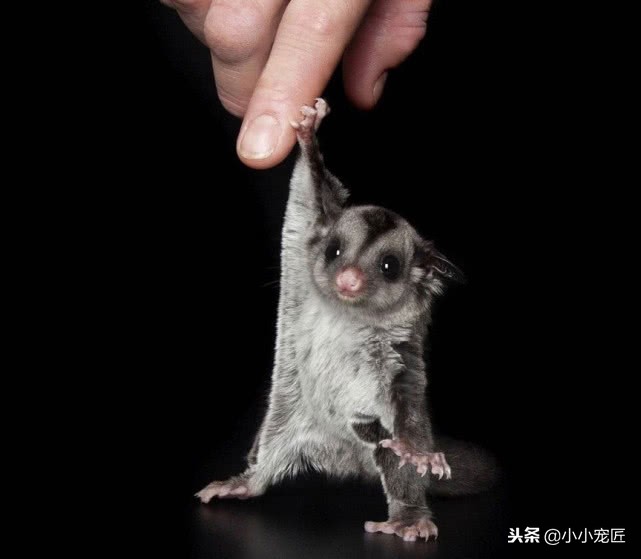 如何饲养蜜袋鼯,新手如何养蜜袋鼯视频教程