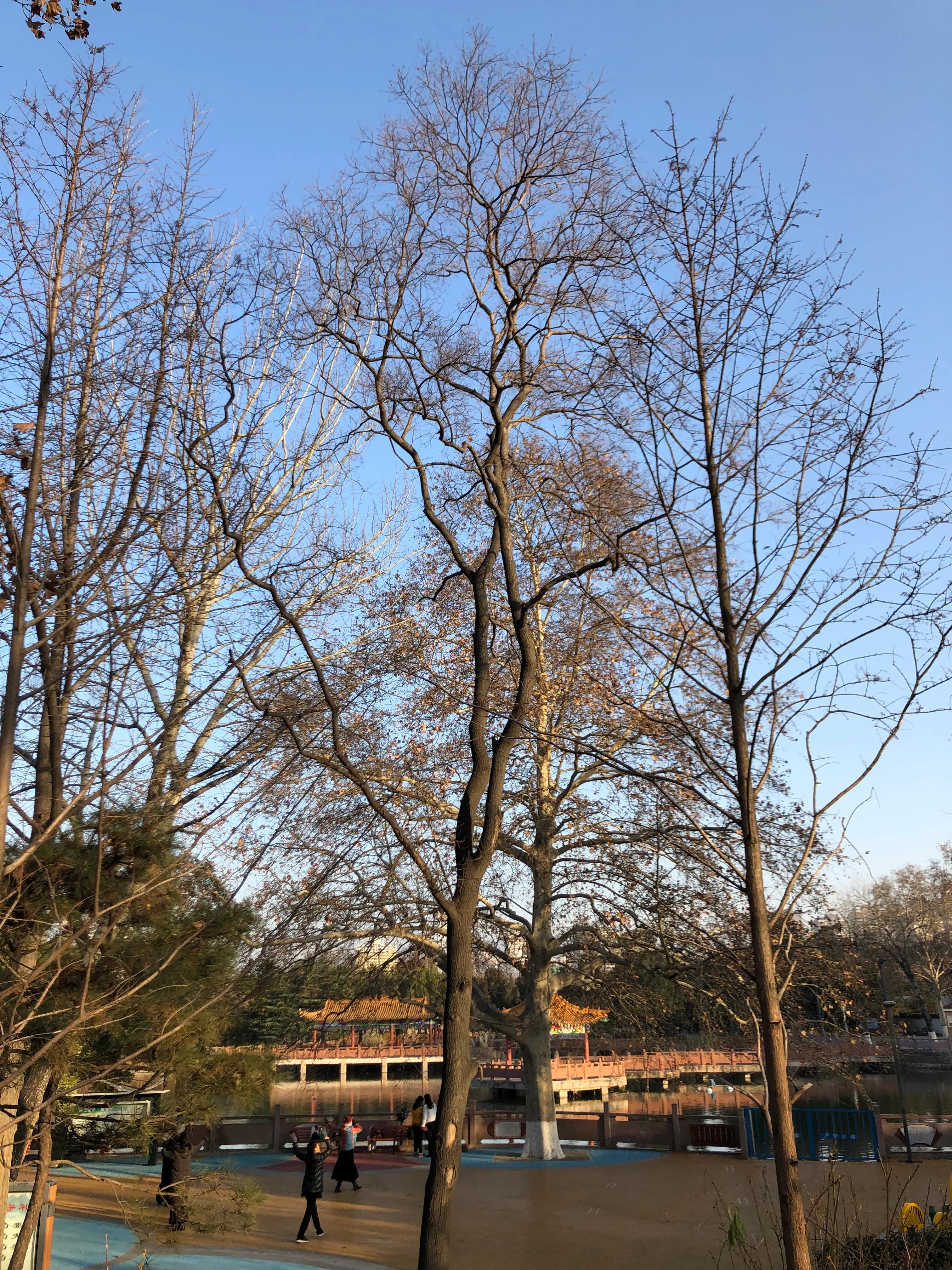 平顶山河滨公园旅游攻略,平顶山森林公园游记