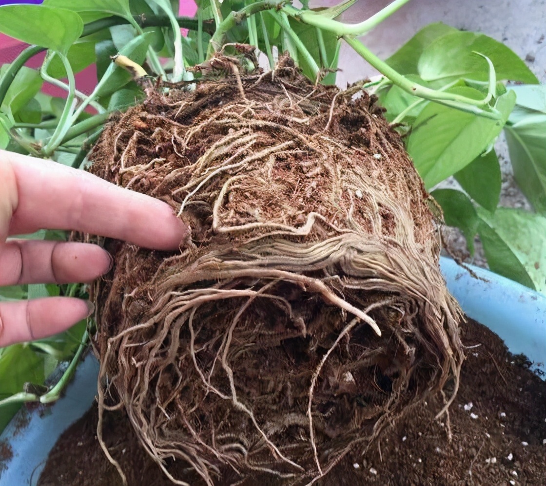 绿萝怎么样养才能长得大长得好,绿萝怎么养比较长得快