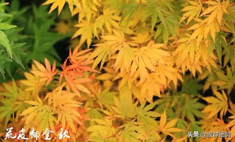 中式庭院藤类植物,枫树和紫藤