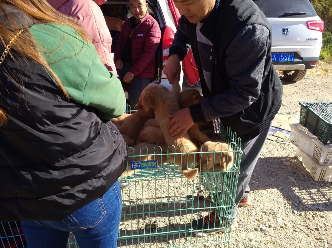 去狗市买200块钱一只的金毛,狗市商贩